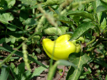 Yellow pepper increases №3189