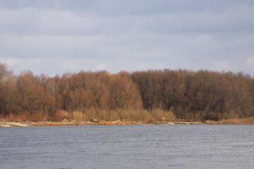 The shore of the river with the forest №3506