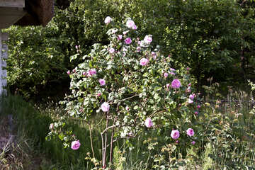 El arbusto de la rosa de té №3257