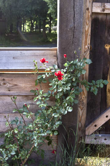 A el subir  Rose  cerca de madera  puerta №3249