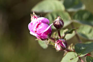 La rosa de té №3255