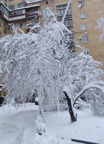 Snowy tree №3441