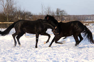 Horses play in the snow №3975