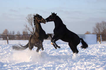 Fight in the snow