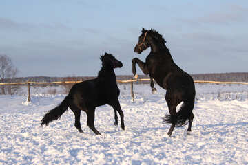 Games play horses in the snow №3968