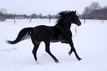 Stallion horse in the snow №3951