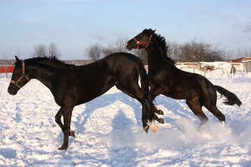 Horses frolic in the snow №3967