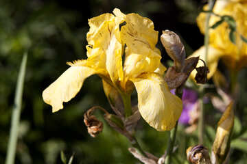 Yellow Iris №3245