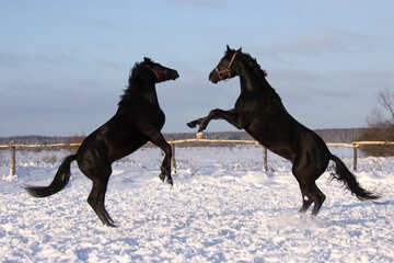 Horses find out who`s the stallion №3969