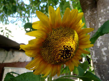  Sunflower  №3213