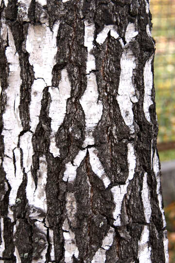  Old birch. Texture .