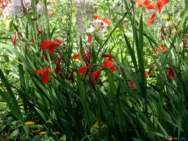 Flower bed with gladioluses №3194