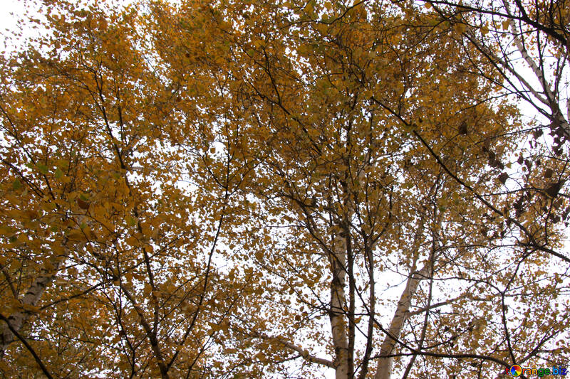  Autunno foglie dell`albero  №3362