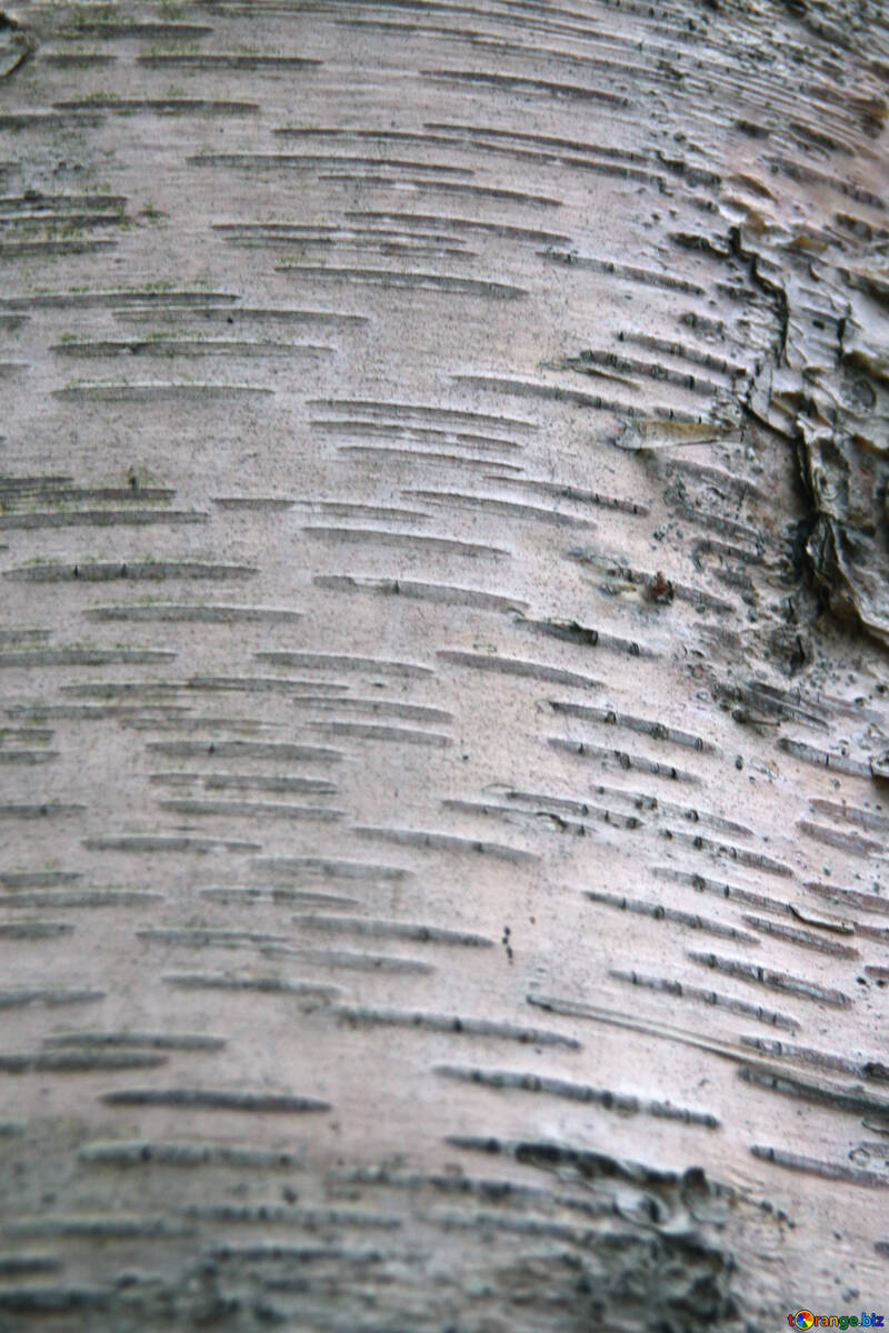  Texture. The bark of birch bark  №3352
