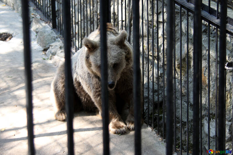  Bear in the cage  №3064