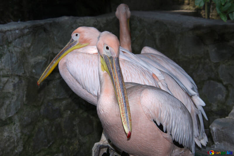  Pelicans  №3045