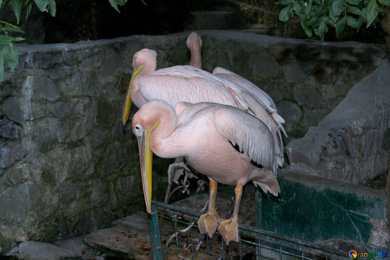 Рожеві пелікани №3044