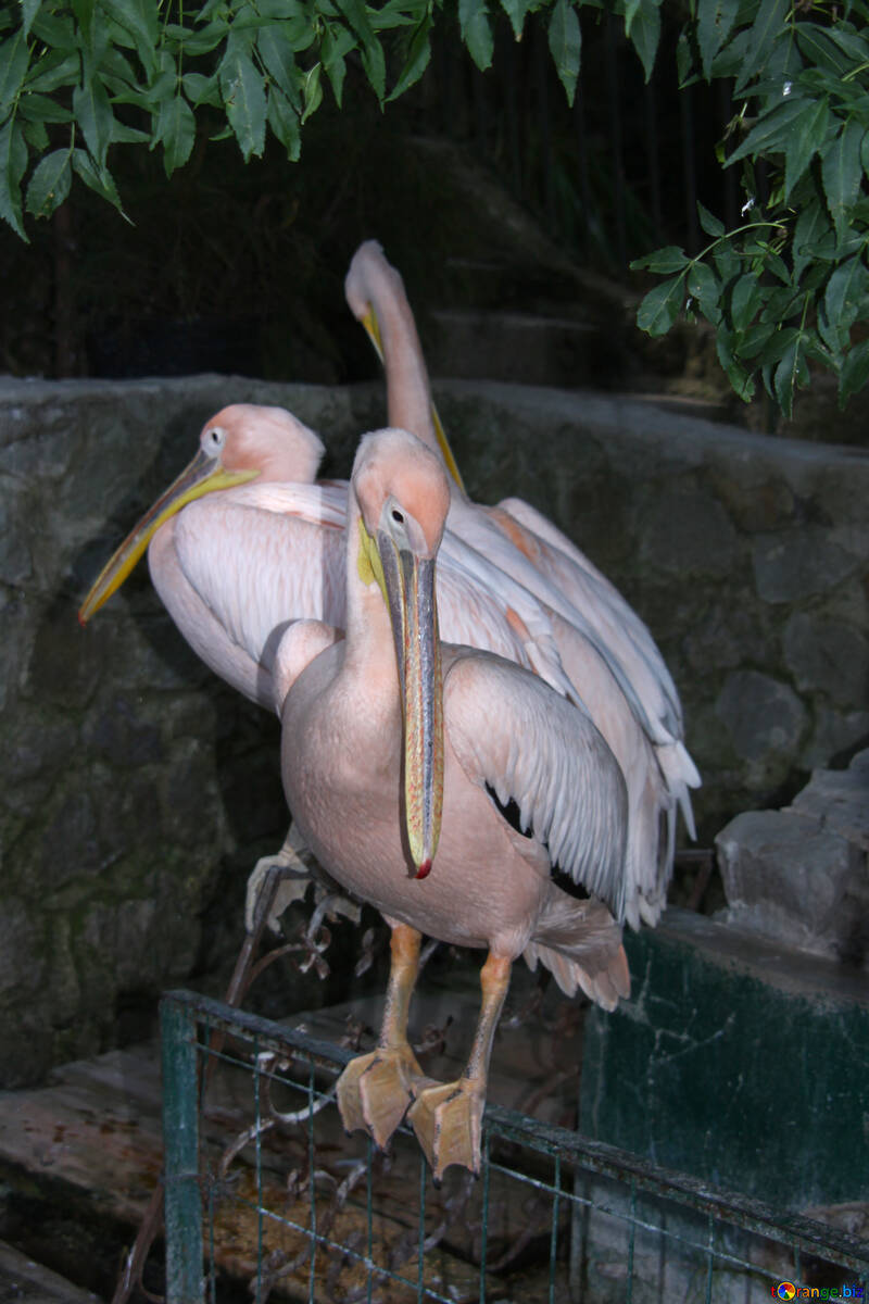  Pelicans in the Yalta zoo  №3046