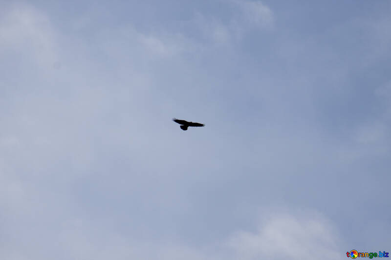  Cuervo Negro vuelo de los pájaros volando  №3183