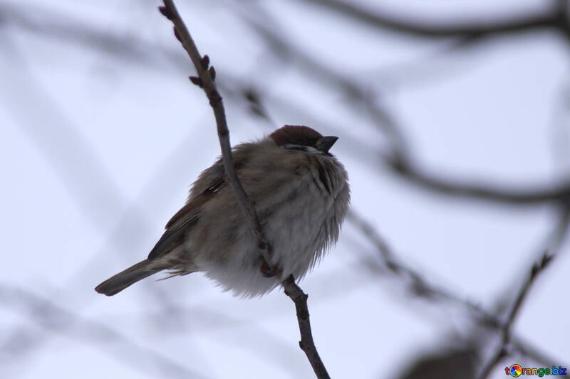 Sparrow №3999