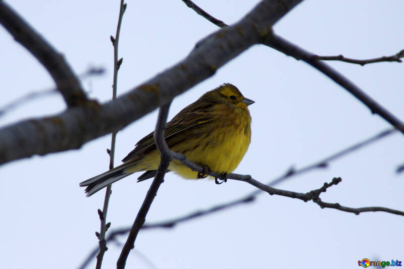 Yellow Sparrow №3998