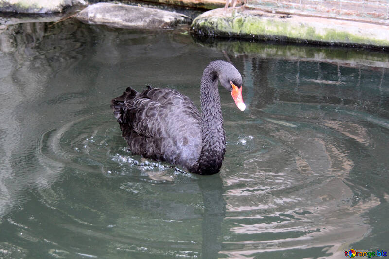  Black Swan  №3049