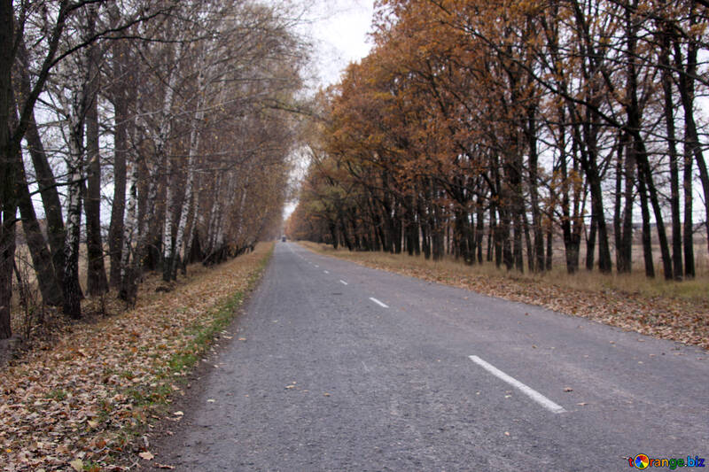 Empty road №3513