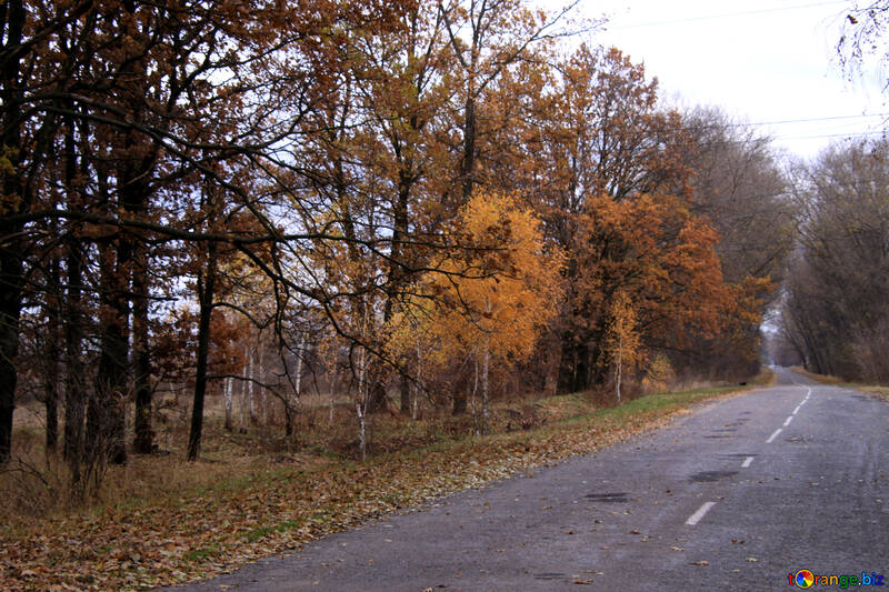 Дорога асфальт листя №3508