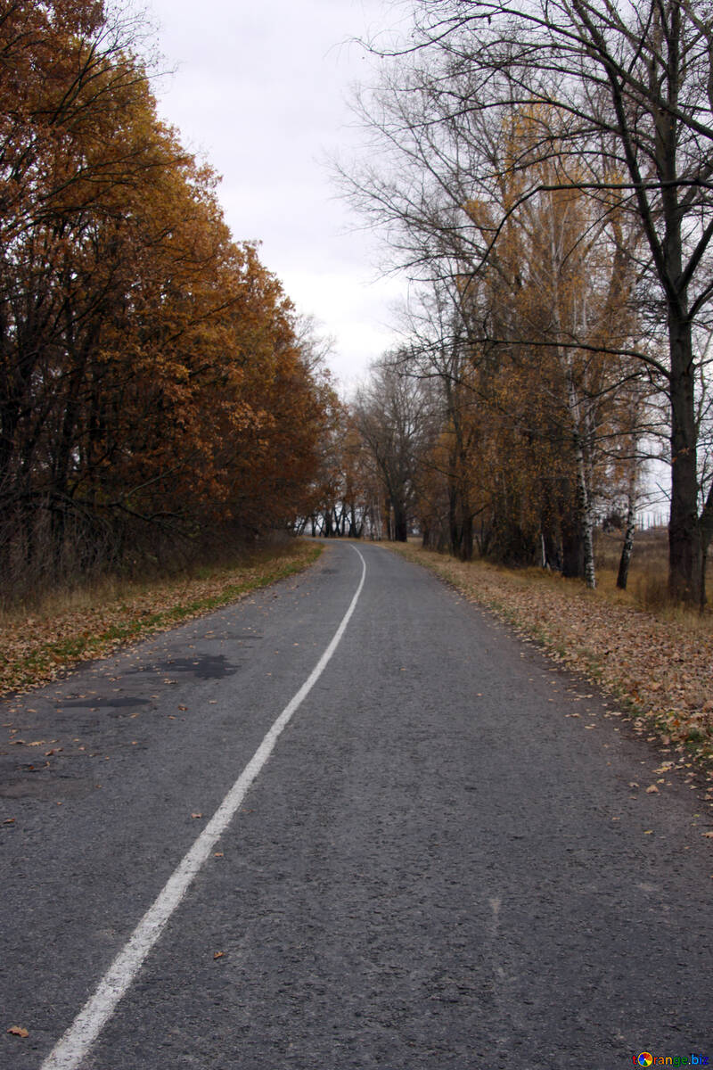 Estrada com as árvores na beira da estrada №3518