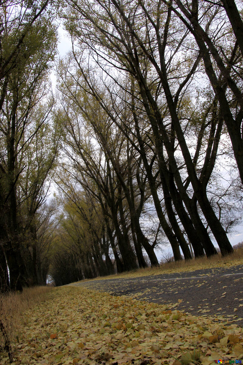 Árboles por encima de la carretera №3533