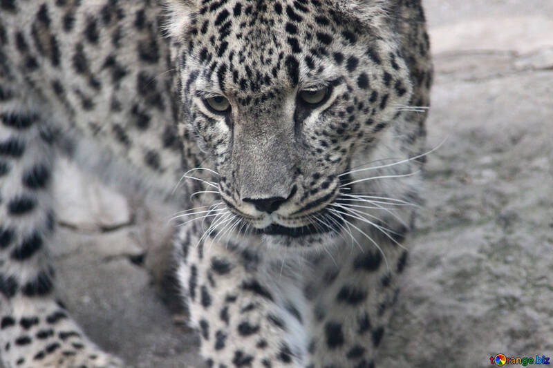 El leopardo №3062