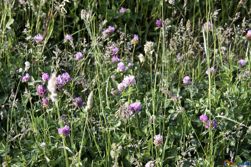  Meadow clover clover meadow  №3259