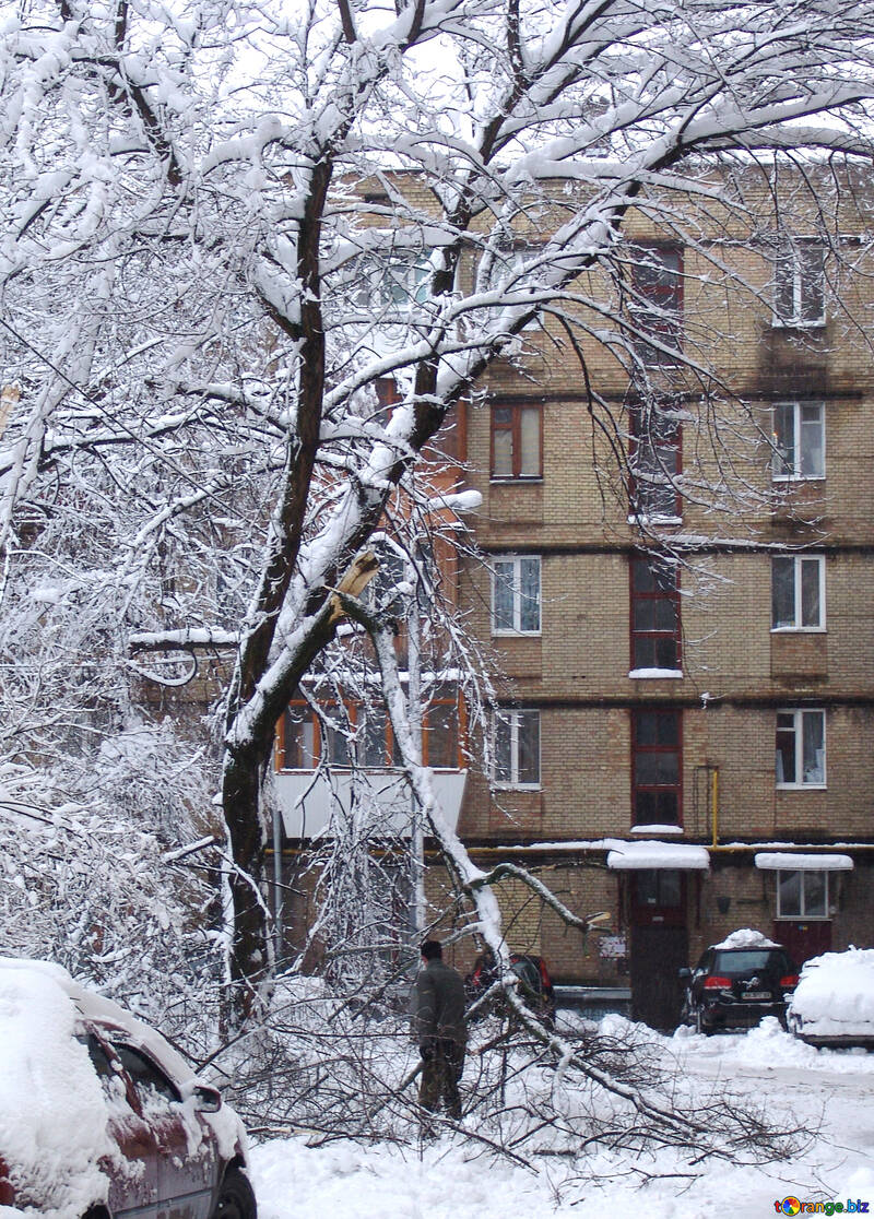 木  落とされる。  降雪。 №3444