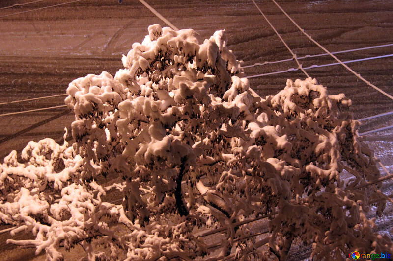  Schnee Kappe auf Akazie  №3472