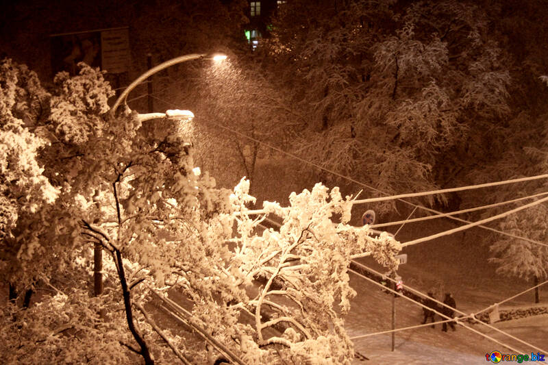  Schnee klebt an den Zweigen der Bäume  №3479