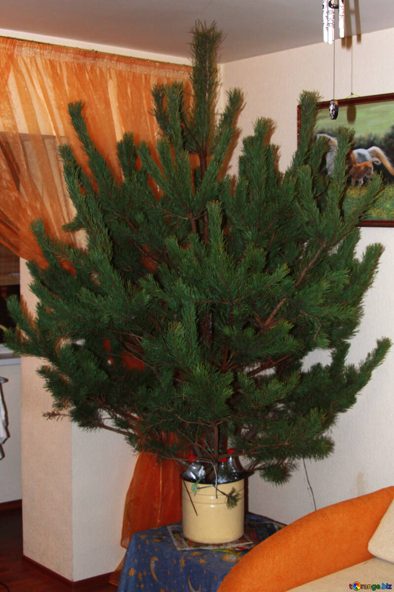 Não decore Natal árvore №3948
