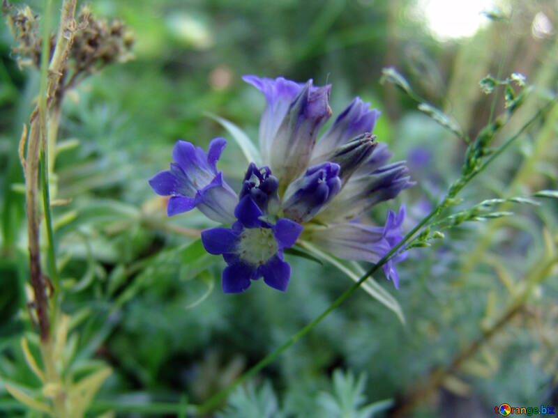 Fiore blu del fiore del fiore blu №3198