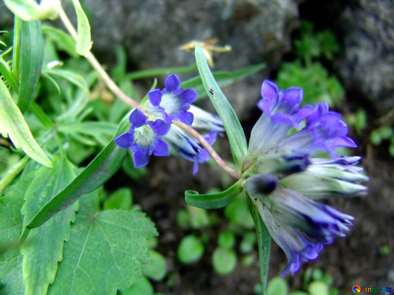 Las flores son en forma de campana imagen la campanilla azul imagens flor №  3199 | torange.biz