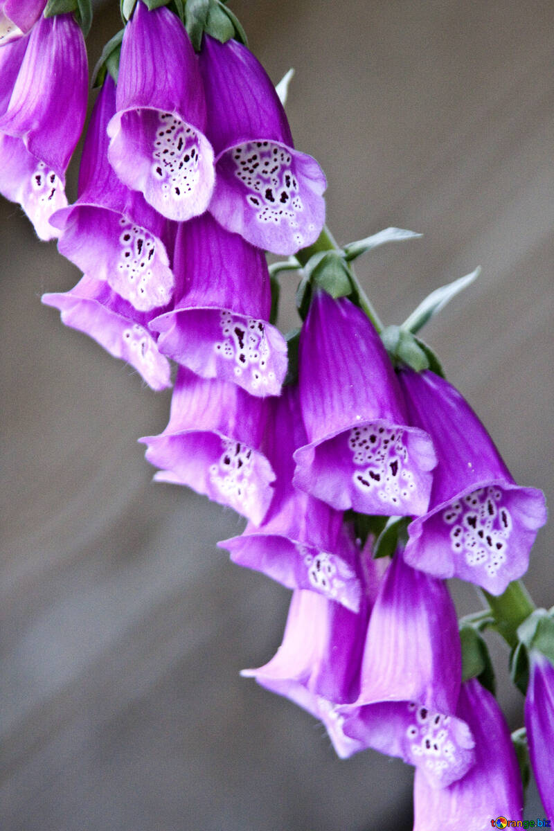  Digitalis  №3251