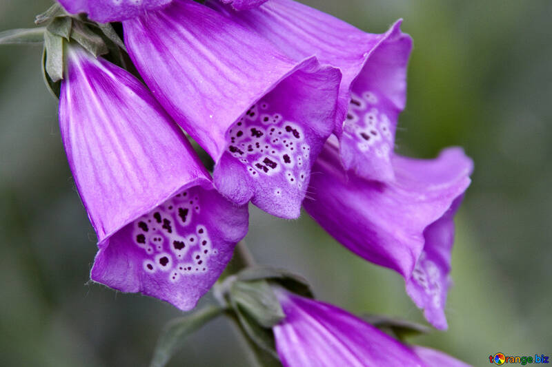 Purple flower №3256