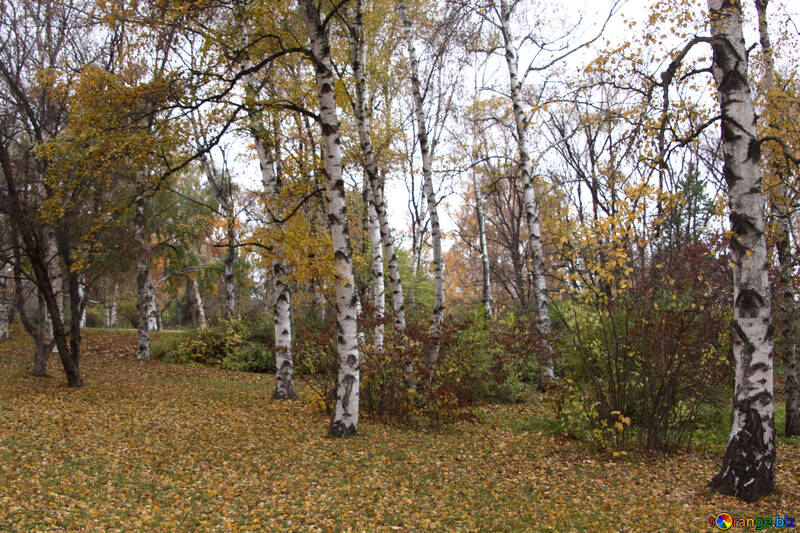  Automne forêt de bouleaux  №3361