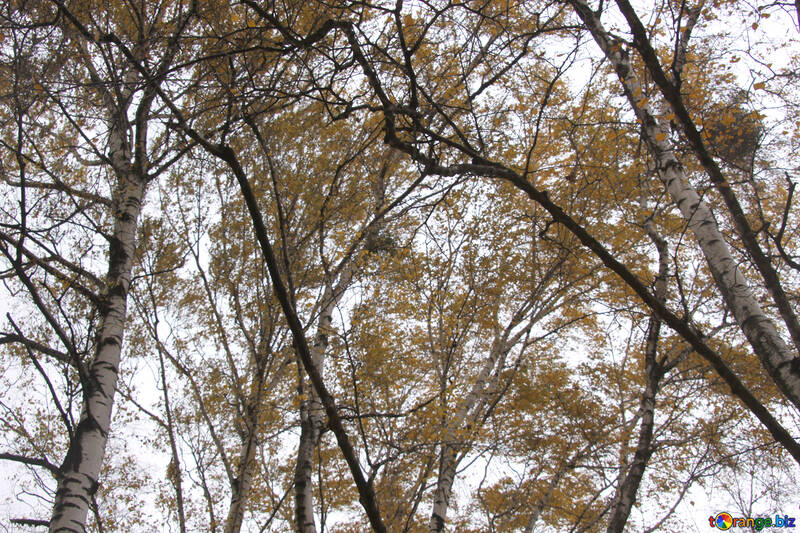  空 によって 枝 の シラカバ 森林  №3332