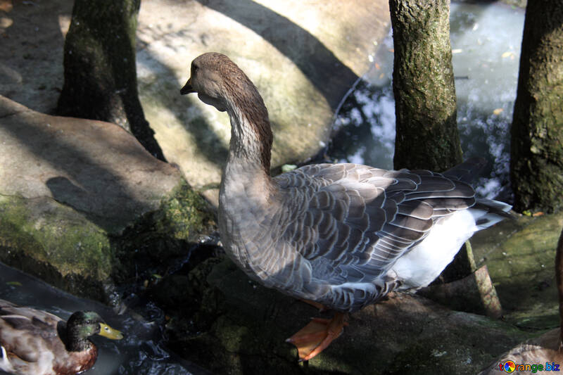  Domestic goose goose  №3063