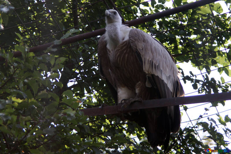  Griffon Vulture Griffon  №3095