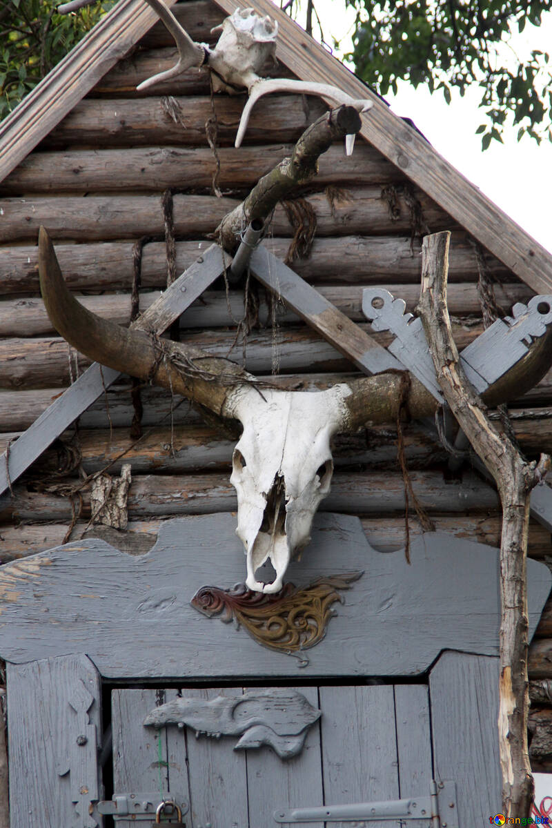  skulls and horns on the skull horns  №3047