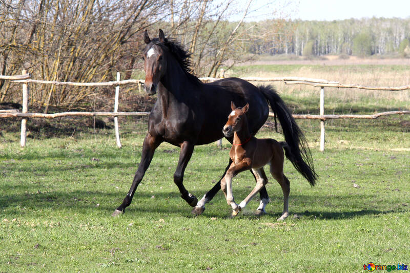  de jeux avec ma jument cheval mère  №3389