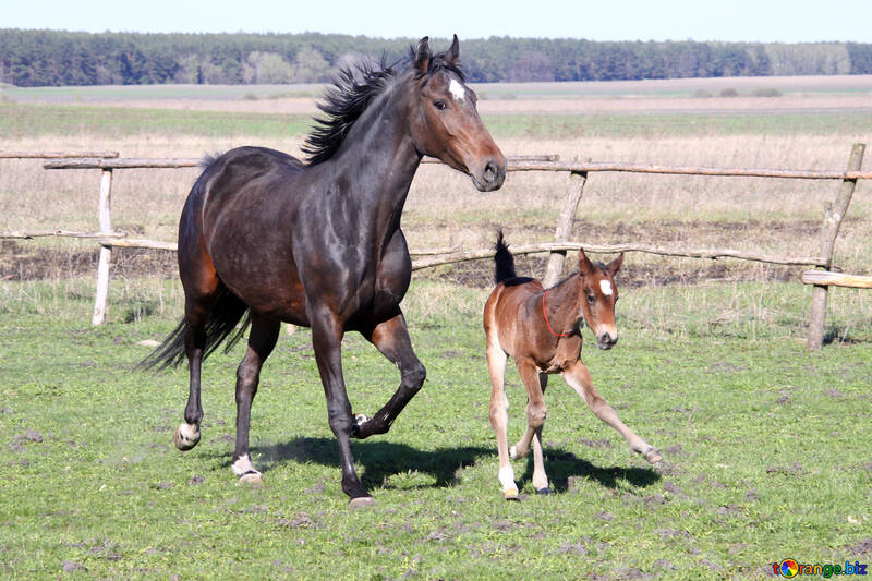  mare with colt  №3391