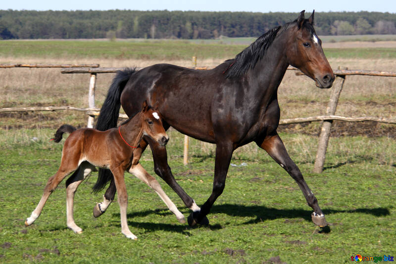  mère avec le bébé cheval jument poulain  №3383