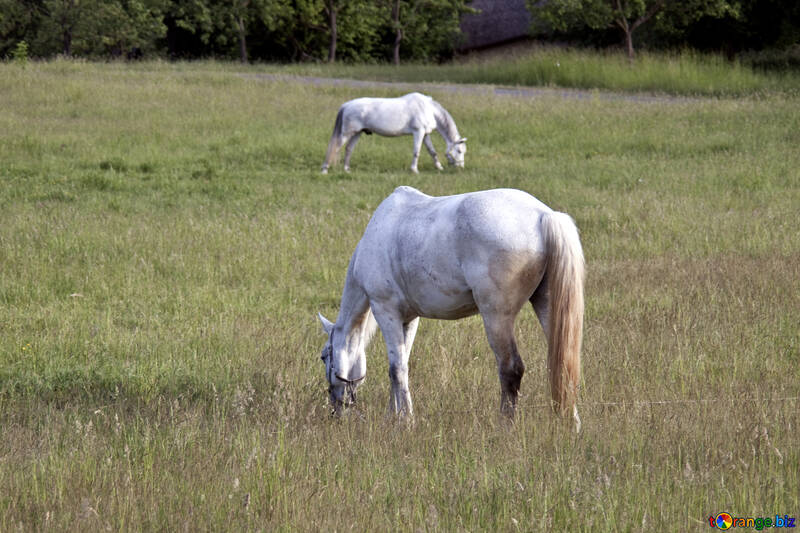  White horse  №3266