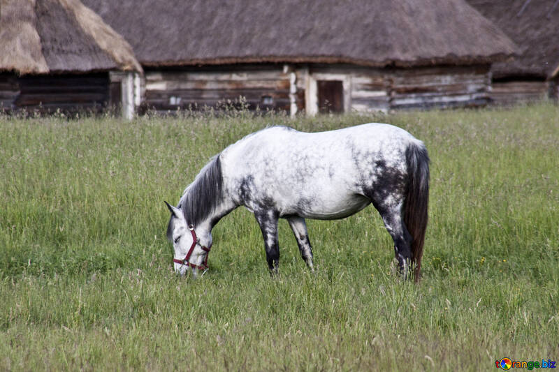El caballo gris en las manzanas pasta en el prado №3260